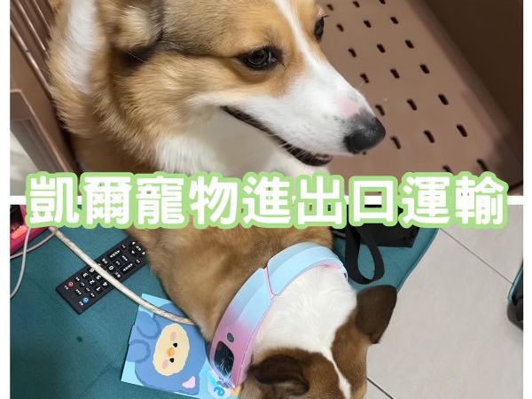 2024/10/14『上海』柯基犬與主人一起飛中國上海~~~